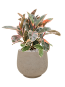 Pot rough couple grise