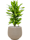 Pot rough couple grise