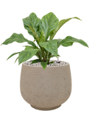 Pot rough couple grise