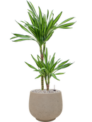 Pot rough couple grise