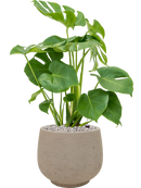 Pot rough couple grise