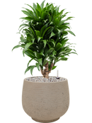 Pot rough couple grise