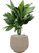 Pot rough couple grise