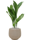 Pot rough couple grise