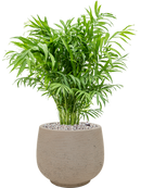 Pot rough couple grise