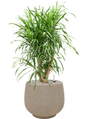 Pot rough couple grise