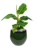 Pot charlotte couple verte