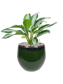 Pot charlotte couple verte