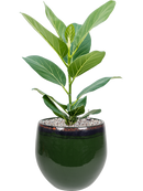 Pot charlotte couple verte