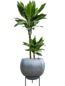 Pot metallic sur pieds bleue