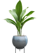 Pot metallic sur pieds bleue