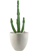 Pot grigio couple beige