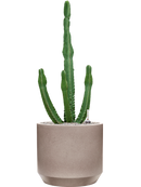 Pot rotunda darcy grise