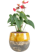 Pot lindy couple jaune