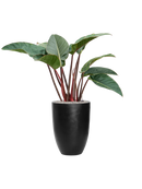 Pot natural partner noire