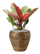 Pot nature rib couple d'or