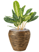Pot nature rib couple d'or