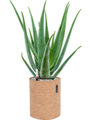 Pot trendcover cylinder marron