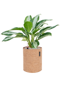 Pot trendcover cylinder marron