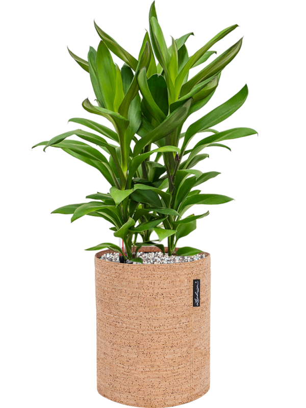 Pot trendcover cylinder marron