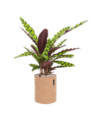 Pot trendcover cylinder marron