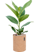 Pot trendcover cylinder marron