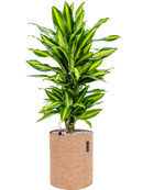 Pot trendcover cylinder marron