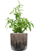 Pot luxe lite cylinder bronze