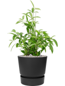 Pot greenville couple noire