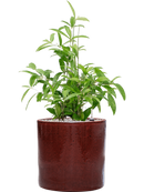 Pot cylinder cylinder rouge