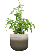 Pot tara couple verte