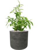 Pot rough cylinder noire