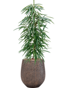 Pot opus emperor d'or