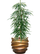 Pot gradient couple marron