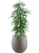 Pot grigio emperor grise