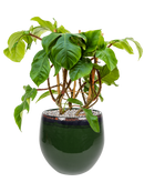 Pot charlotte couple verte