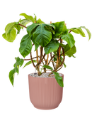 Pot vibes cylinder rose