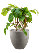 Pot grigio couple grise