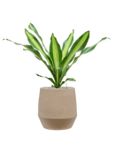 Pot humus emperor grise