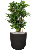 Pot nature rib couple noire