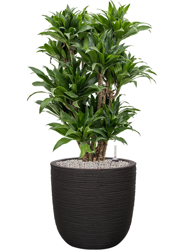 Pot nature rib couple noire