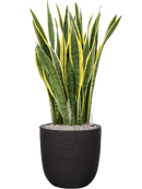 Pot nature rib couple noire