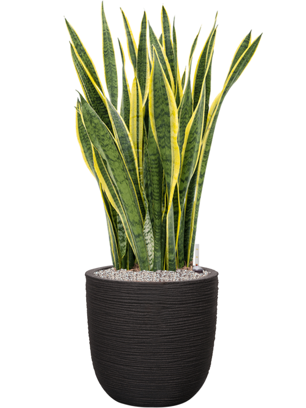 Pot nature rib couple noire