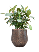 Pot opus emperor d'or