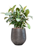 Pot opus emperor argent