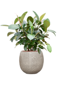 Pot marly couple blanche