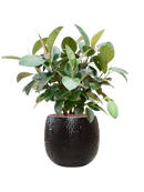 Pot marly couple noire