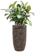 Pot luxe lite partner bronze