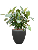 Pot polystone couple anthracite