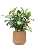 Pot dune darcy marron